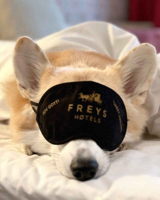 Freys Hotel Hund Hotellrum